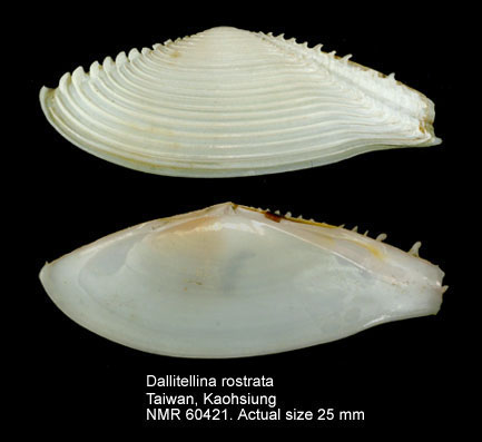 Dallitellina rostrata (2).jpg - Dallitellina rostrata(Linnaeus,1758)
